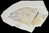 Bargain, Phareodus Fish Fossil - Uncommon Species #84229-1